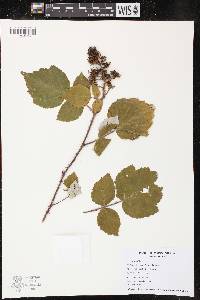 Rubus phoenicolasius image