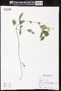 Lathyrus ochroleucus image