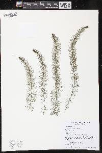 Myriophyllum farwellii image