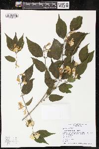 Lonicera maackii image