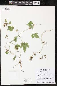 Humulus japonicus image