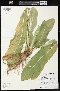 Dipsacus laciniatus image