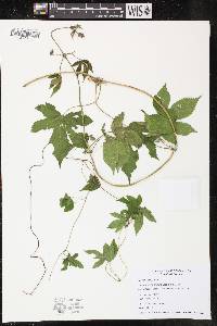 Humulus japonicus image