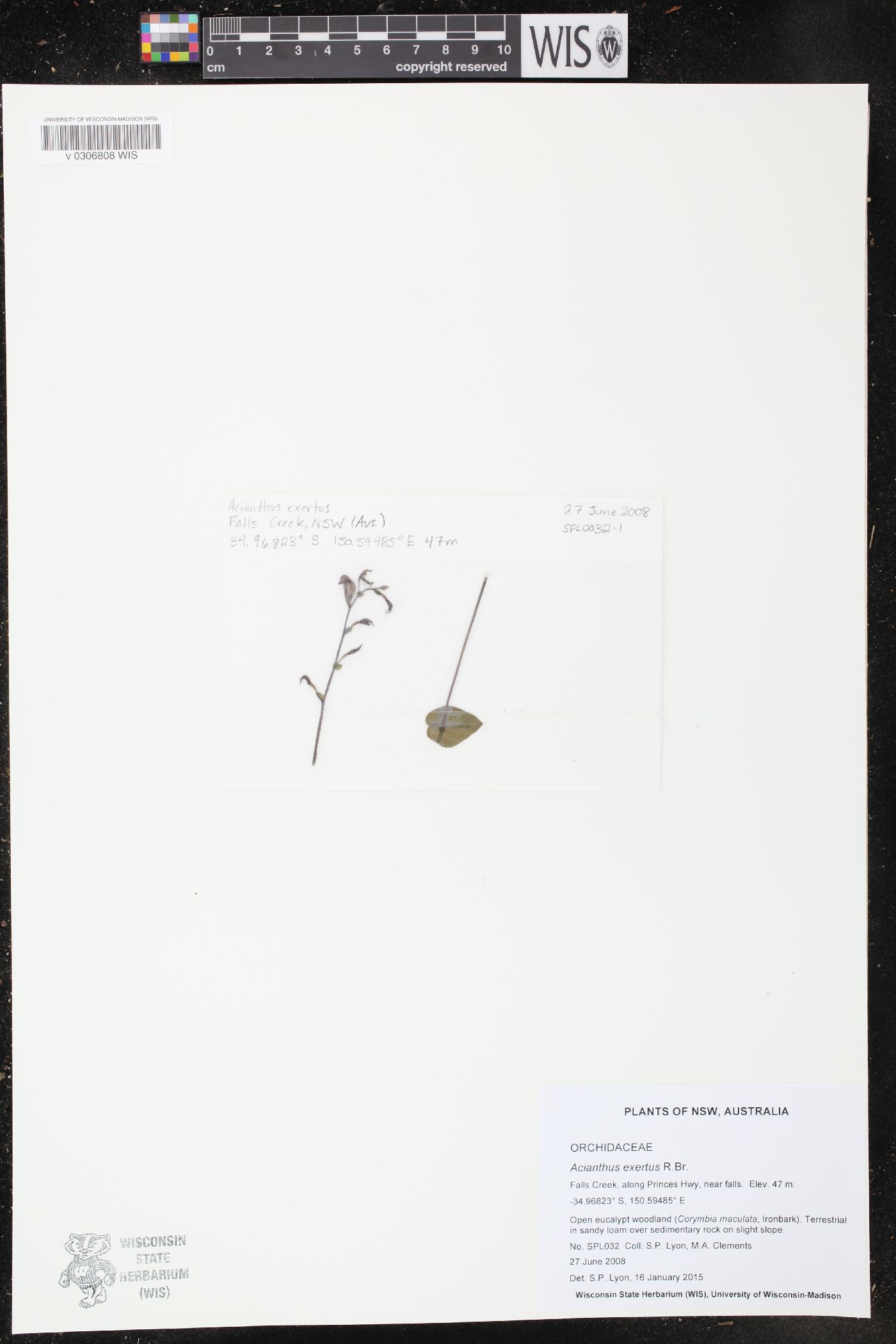 Acianthus exsertus image