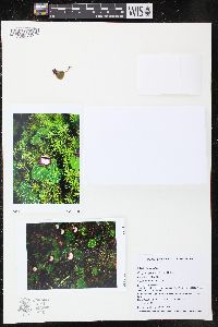 Corybas pictus image