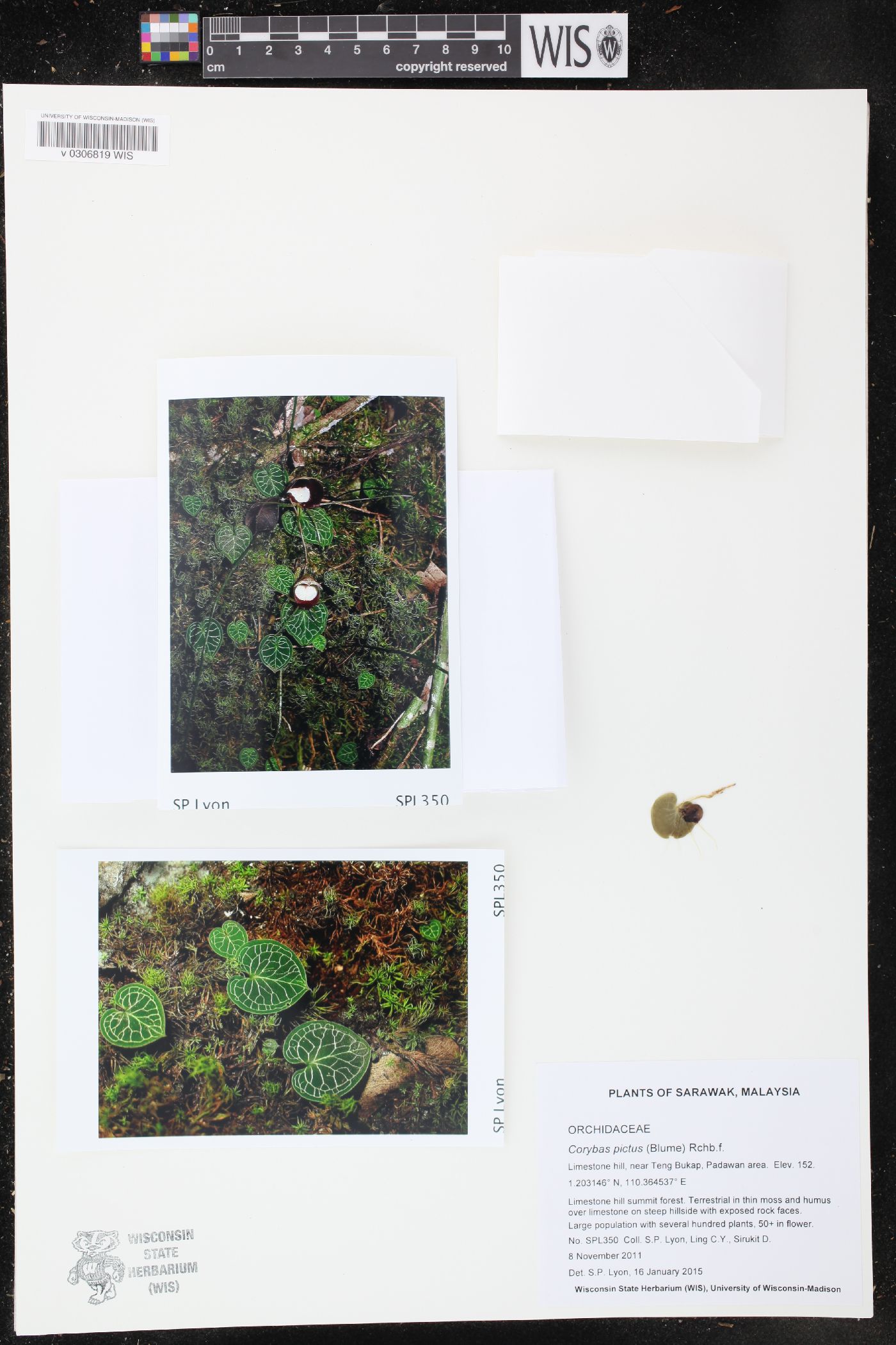 Corybas pictus image