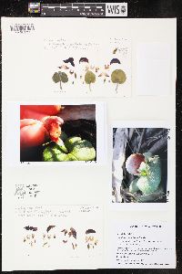 Corybas aconitiflorus image