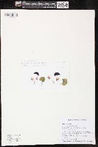 Corybas aconitiflorus image