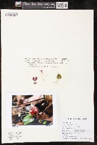 Corybas pictus image