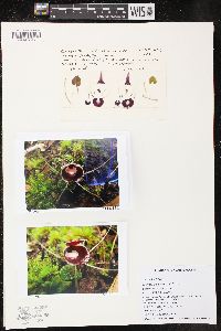 Corybas pictus image