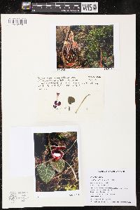 Corybas pictus image