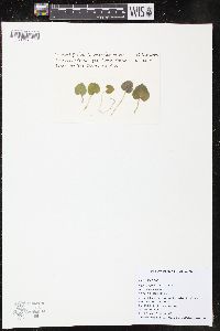 Corybas pictus image