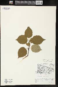 Betula papyrifera image