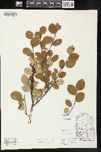 Betula pumila image