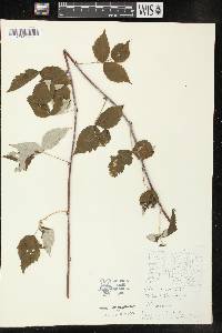 Rubus occidentalis image