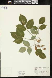 Staphylea trifolia image