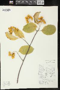 Celastrus scandens image