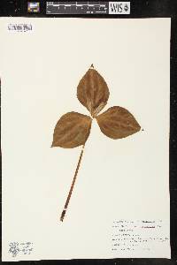 Trillium cuneatum image