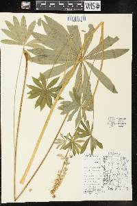 Lupinus polyphyllus image