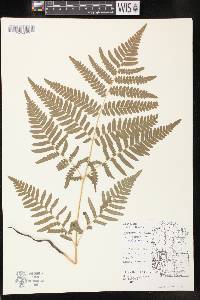 Pteridium aquilinum var. latiusculum image