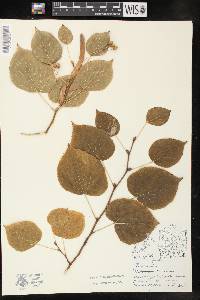 Tilia neglecta image