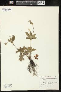 Potentilla canadensis image