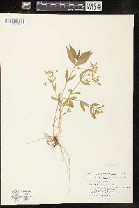 Stellaria pubera image