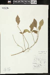 Euonymus obovatus image