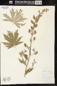 Aconitum columbianum image