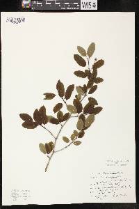 Ilex mucronata image