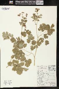 Thalictrum occidentale image