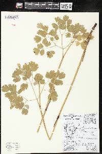 Thalictrum occidentale image