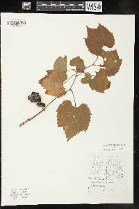 Vitis riparia image