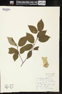 Betula lutea image