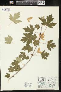 Acer glabrum image