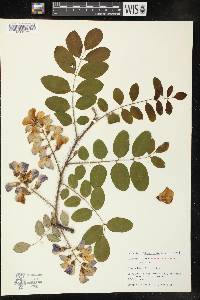 Robinia hispida image