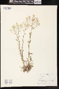 Draba ramosissima image