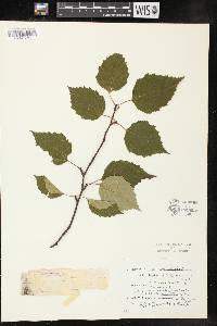 Betula papyrifera image