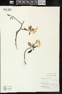 Amelanchier laevis image