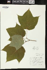 Acer pensylvanicum image