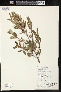 Shepherdia canadensis image