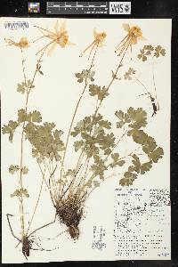 Aquilegia coerulea image