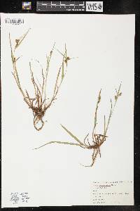 Carex trichocarpa image