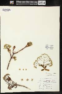 Acer platanoides image