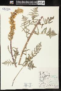 Pedicularis bracteosa image