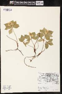 Cornus canadensis image