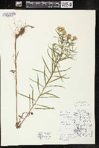 Solidago graminifolia image