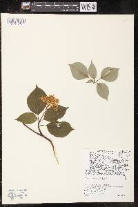 Cornus alternifolia image