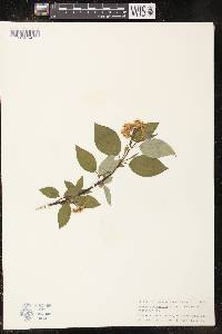 Cornus sericea subsp. sericea image