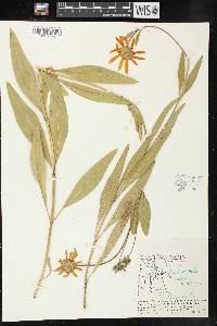 Helianthella uniflora image